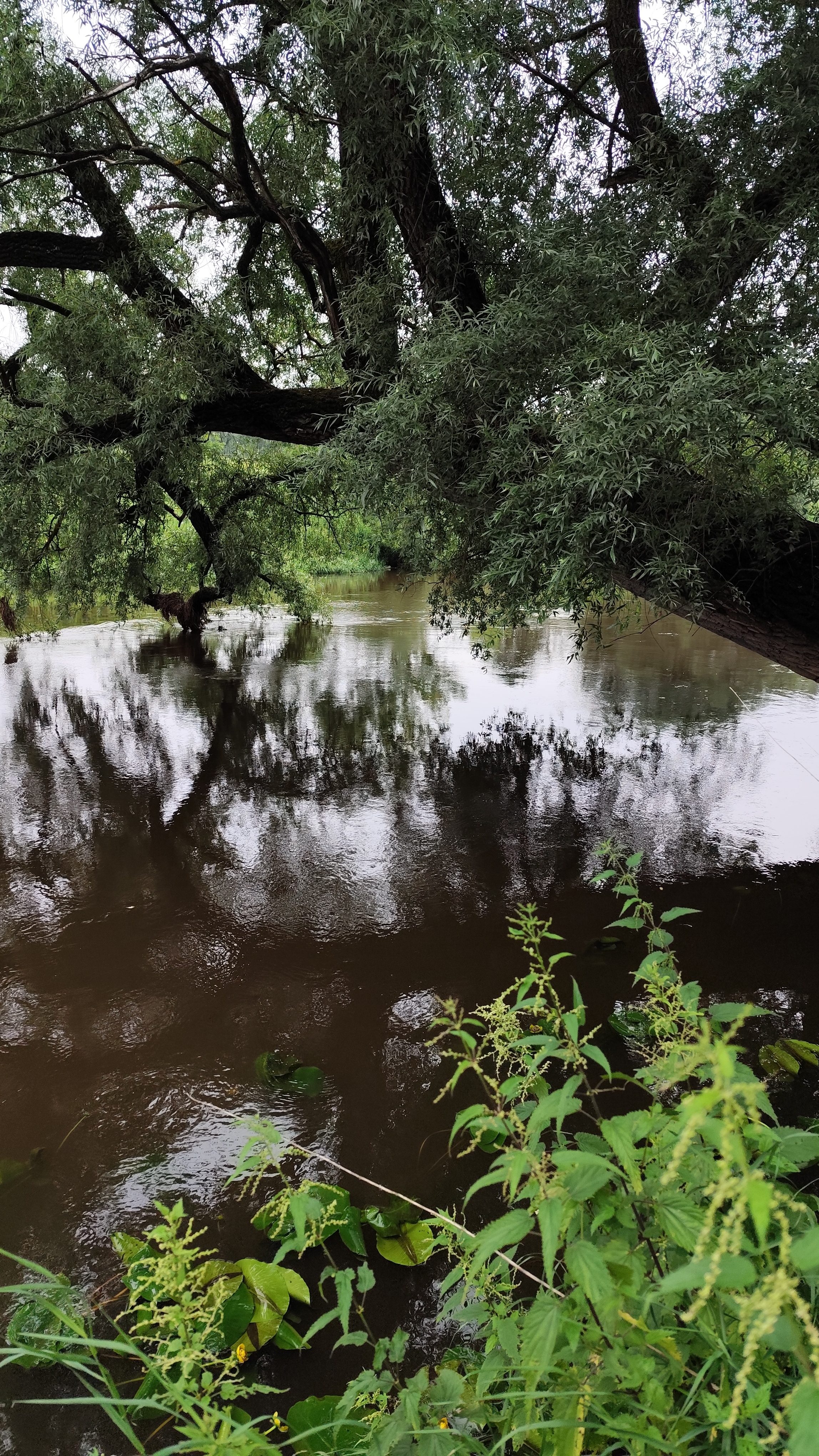 НА БЕРЕГАХ РЕКИ ИСТРА! #рыбалка #fish #fishing #природа #отдых #рыба #shorts #красота #хобби # река