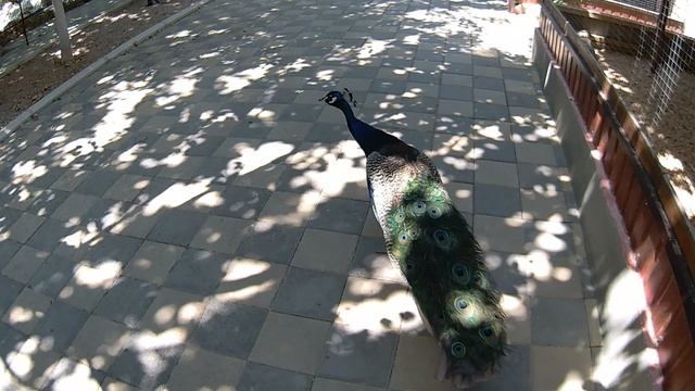 Продолжаем экскурсию в парке