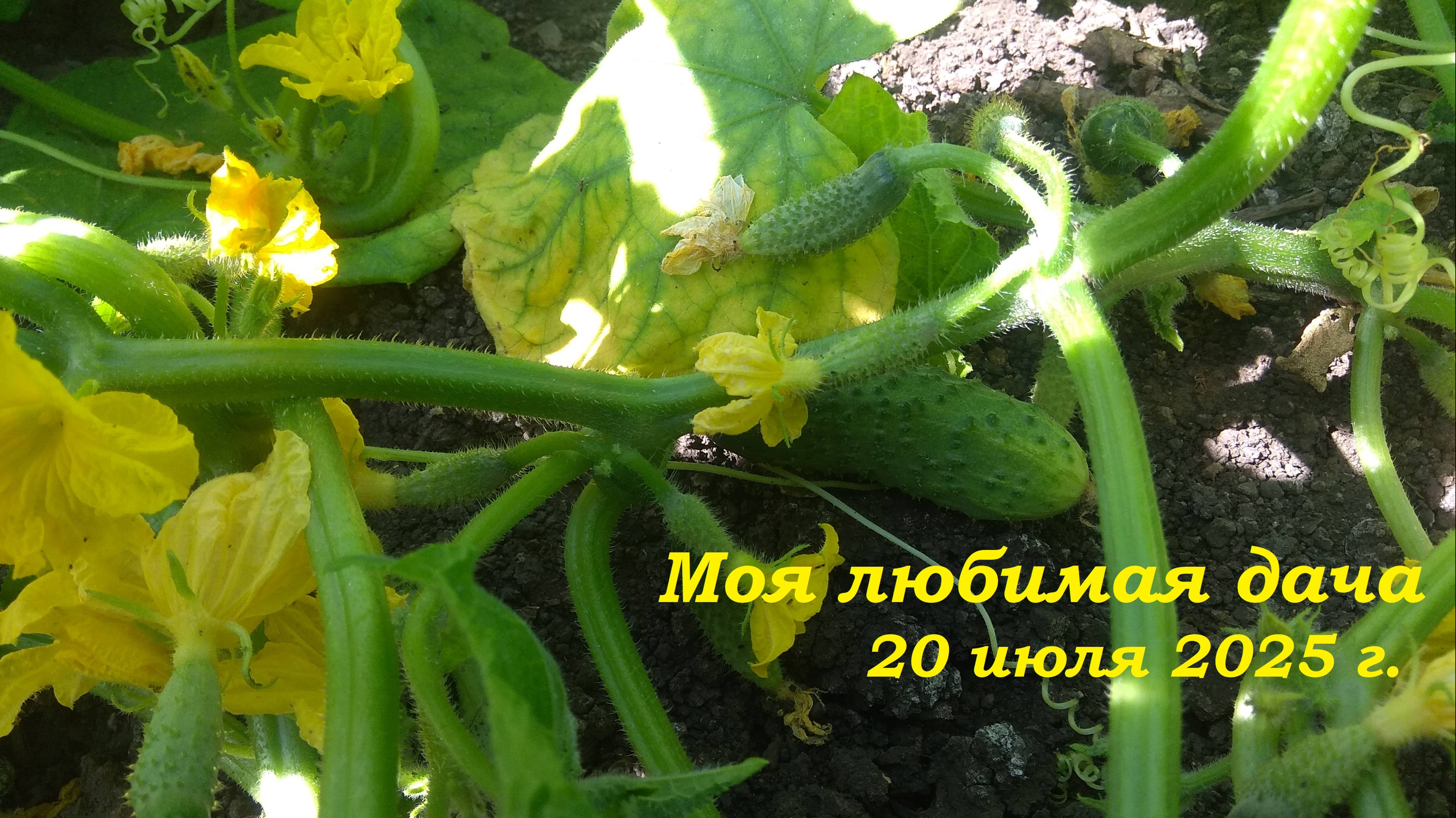 20.07.2025 _ Моя любимая дача