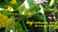 20.07.2025 _ Моя любимая дача