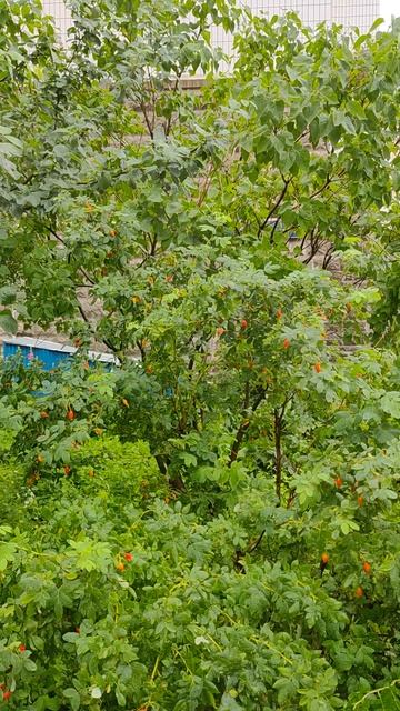 Туман на ВДНХ