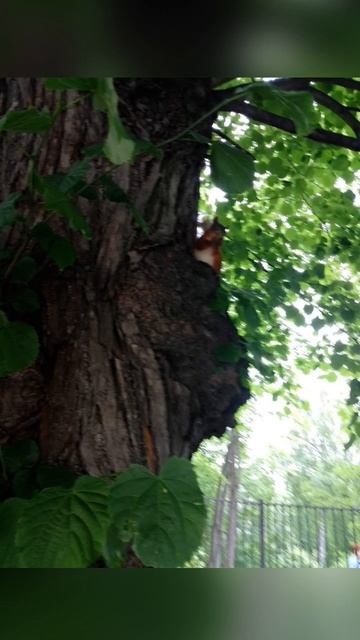 Санкт - Петербург. Петергоф.