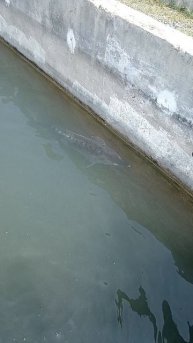 Форель и Осетр