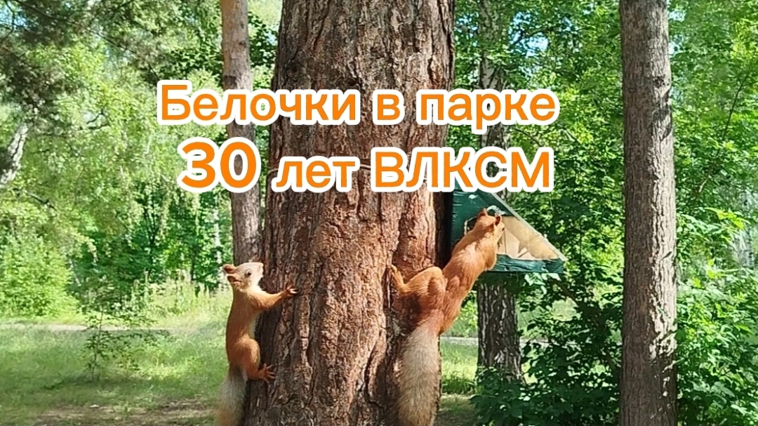 Белочки в парке 30 лет ВЛКСМ. Писк белок 🐿️. Белки обедают