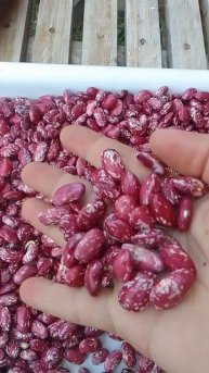 Медитация. Фасоль кустовая зерновая Модница