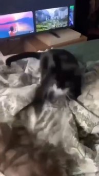 Реклама котов