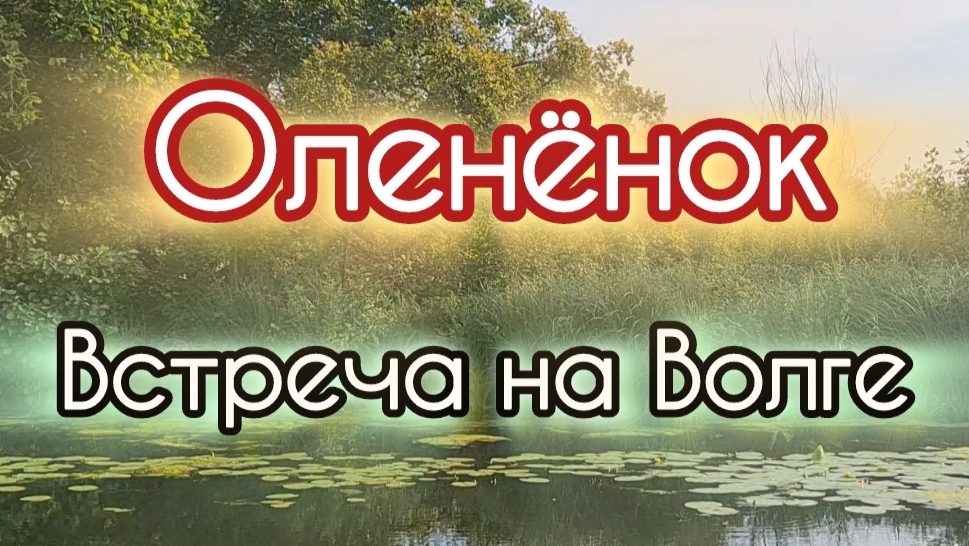 Оленёнок или Косуля? Встреча на Волге. Речные прогулки. Июль 2025г