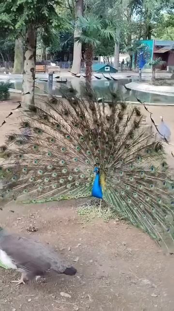 ГРУЗИЯ 🇬🇪 РУС 🇷🇺 ТВ ПРЕДСТАВЛЯЕТ КРАСОТУ