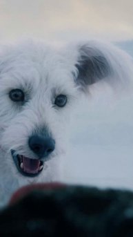 Супермен помог пёсикам #НовостиКино #кинонист #СУПЕРМЕН #Собаки #крипто #Приют