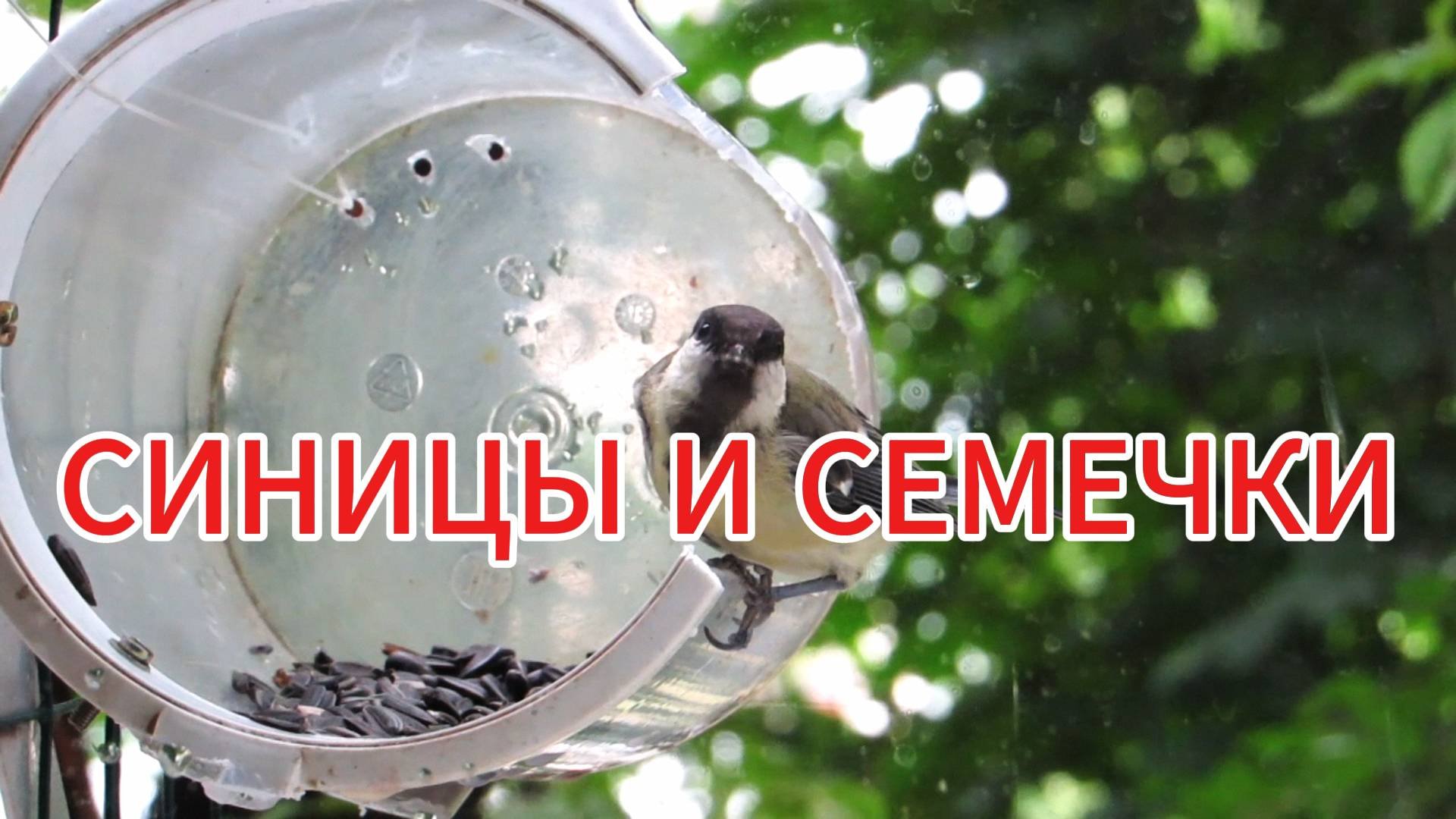 ПТЕНЦЫ БОЛЬШОЙ СИНИЦЫ и семечки