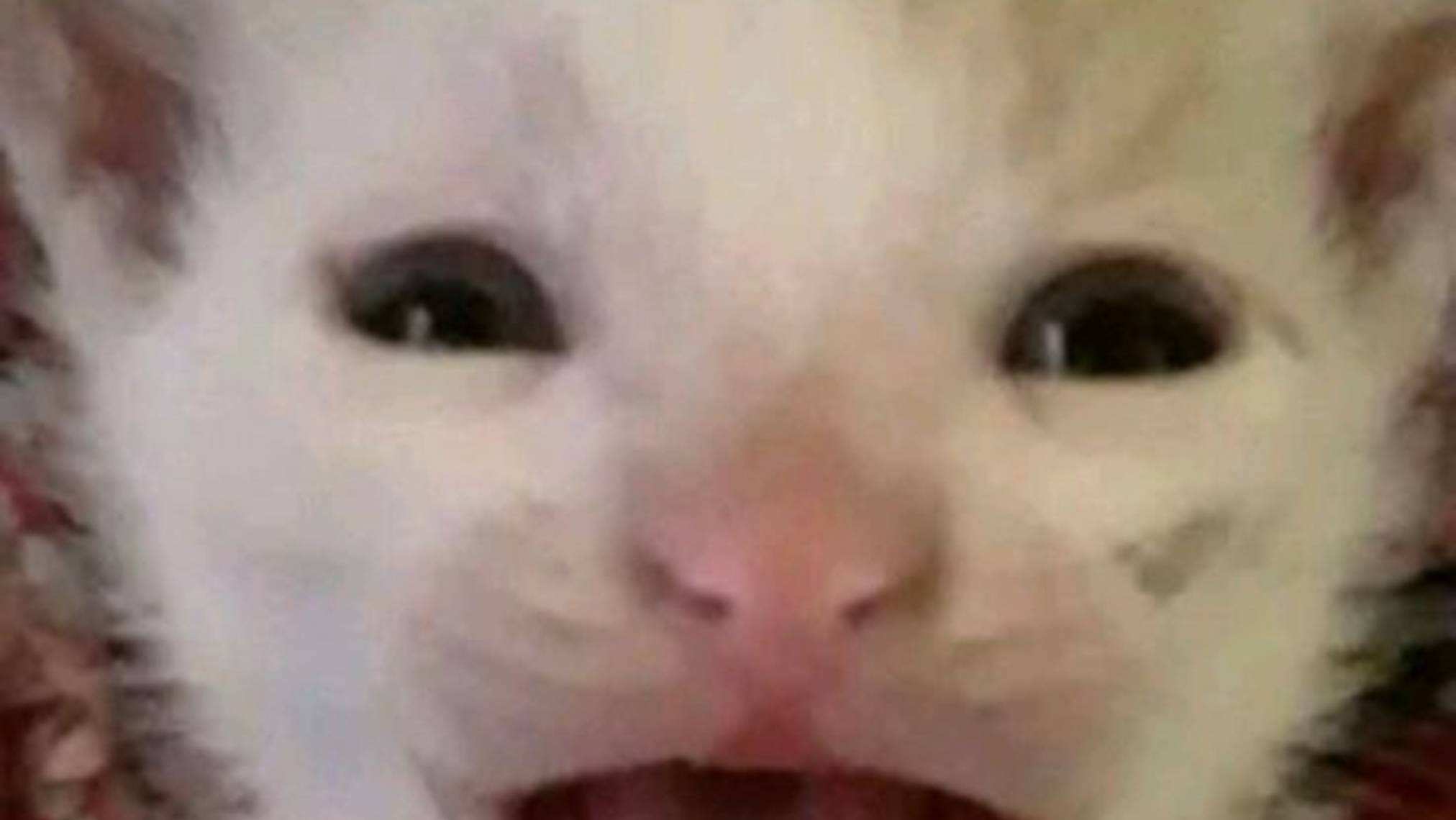 Мяу-мания — самые забавные котики в одном ролике 😹✨