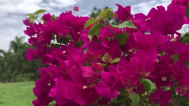 ФУТАЖ Цветы