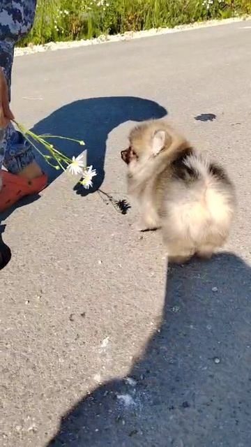 Мальчик оранж-соболь