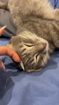 Мило спящий котик 🐱 #cat #рекомендации #pet #new