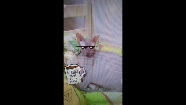 Анфиса, кошка-сфинкс - наш босс
#сфинксбосс#сфинксотдыхает#релакссфинкса