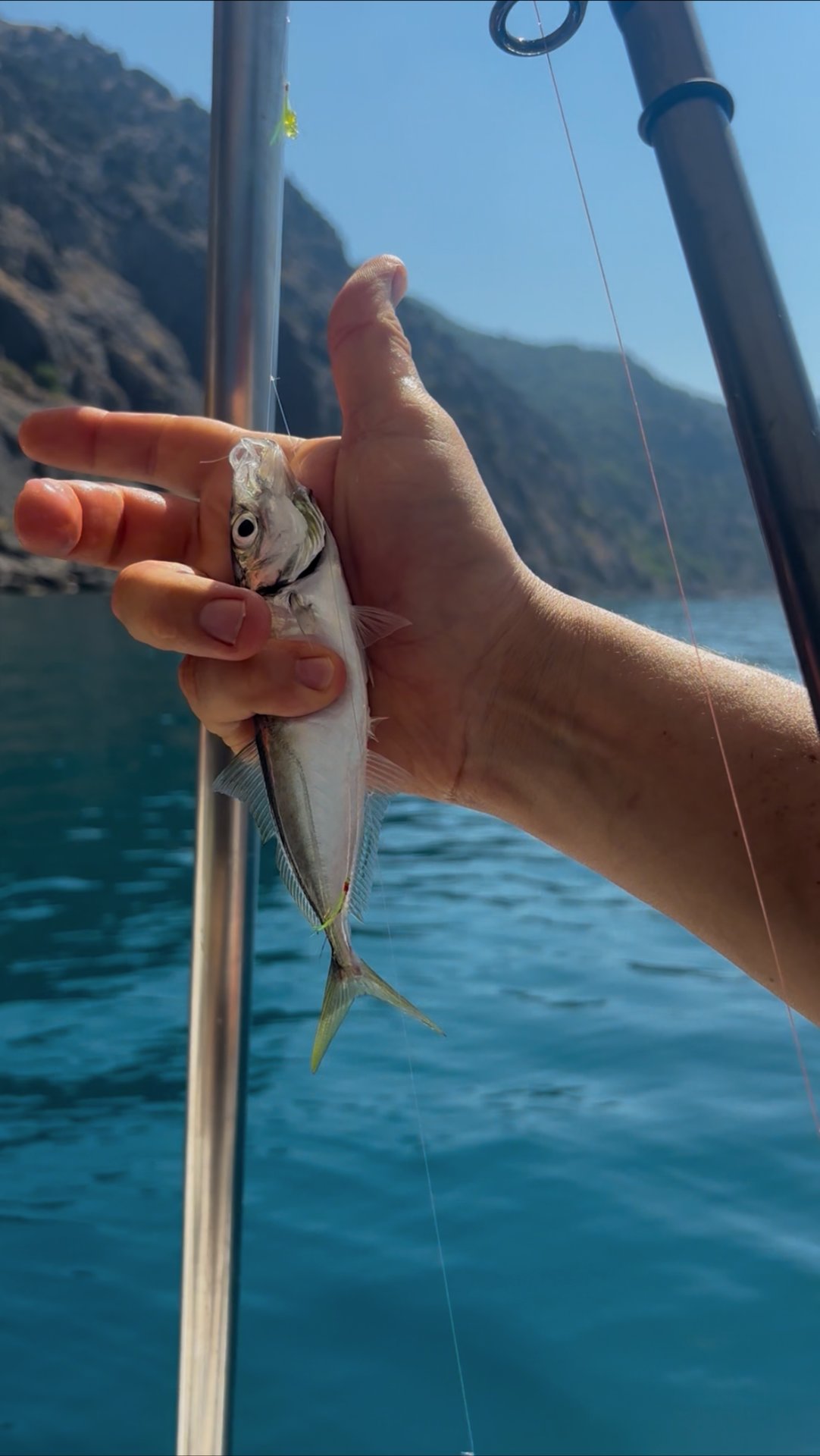 Вся правда о рыбалке в Балаклаве: вот какая рыба НА САМОМ ДЕЛЕ водится в Чёрном море!
2025