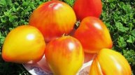 Короткое знакомство с томатом Абрикосовое сердце зебры