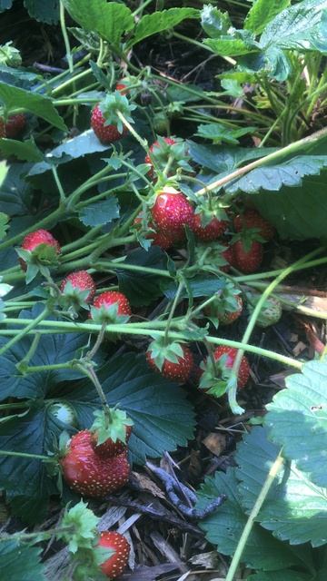 Обзор клубники сорта Любаша. #клубника #обзор #огород #дача