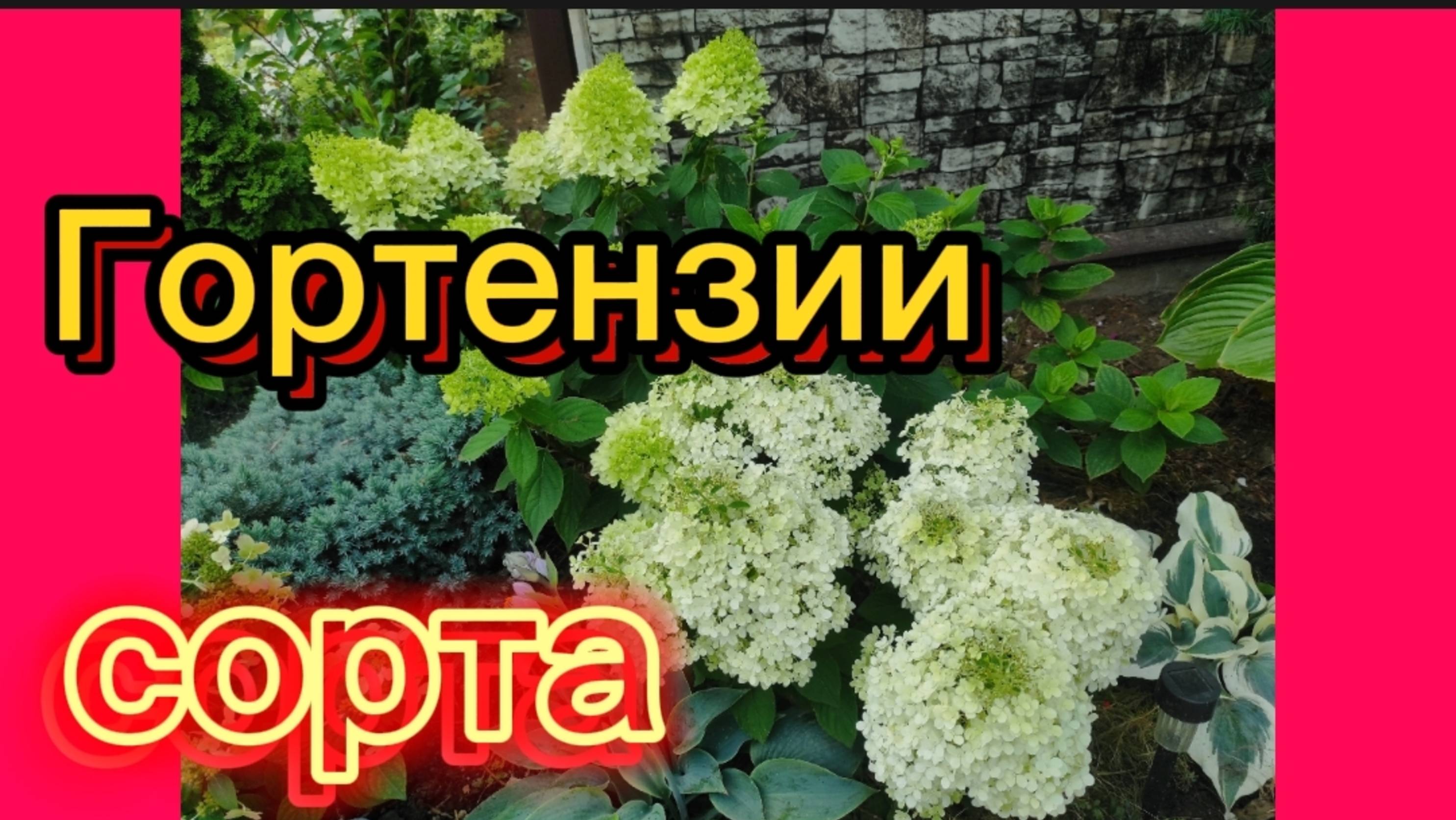СОРТА метельчатых гортензий.