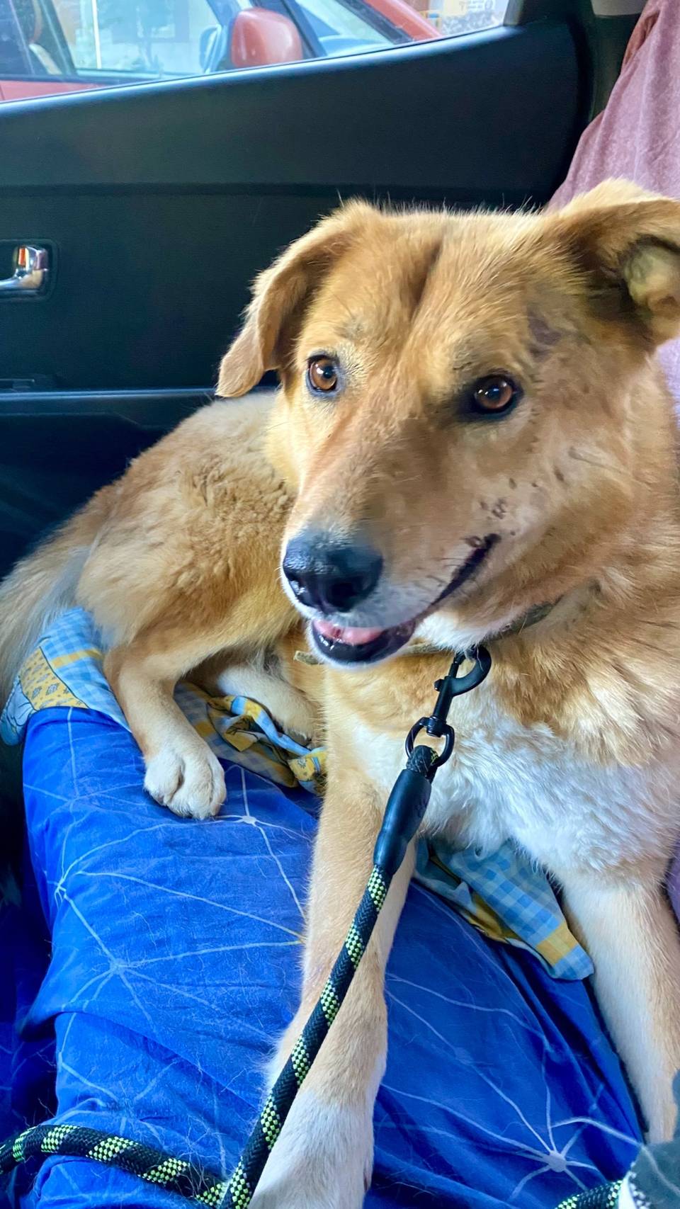 ДЖОЮ ОЧЕНЬ НУЖЕН ДОМ 🙏
Такой хорошущий парень, а до сих пор по нему не было ни одного звоночка 😭