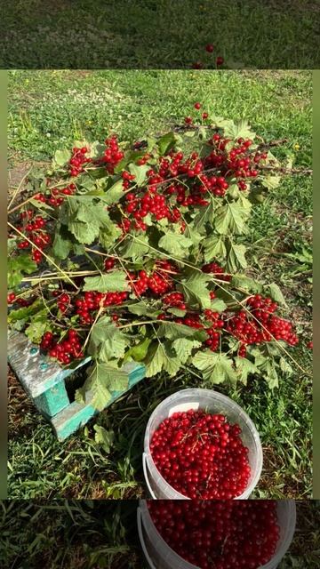 Красная смородина ,это кладезь витамин…22 июля 2025 год..