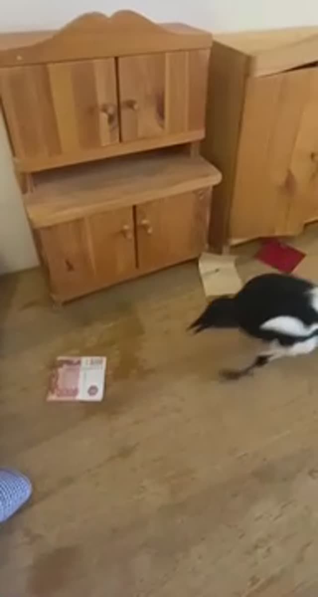 Мне бы такого питомца!😂