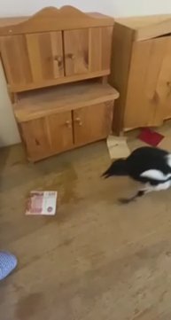 Мне бы такого питомца!😂