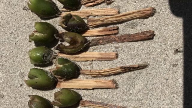 Остров Сардиния в Средиземном море развлечение на пляжах. (5)