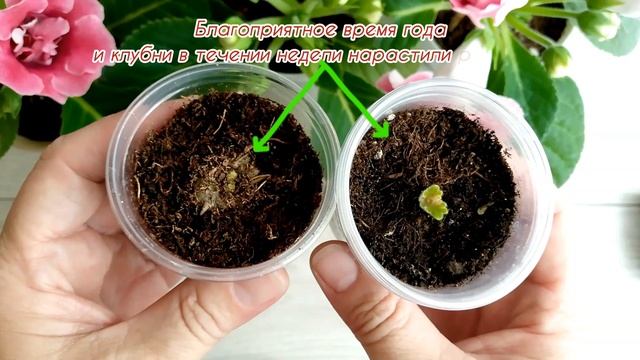 Как восстановилась ГЛОКСИНИЯ за три недели. Клубни после пересадки.