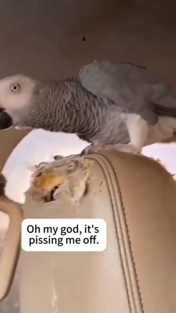 🦜Заведи птичку, от неё нет шерсти,.... мне говорили