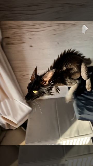 Кошечка Нюрка