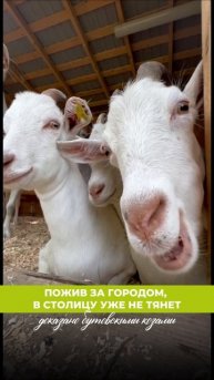 Бутовские козы побывали в нашем сказочном Подмосковье и... теперь не хотят возвращаться в столицу