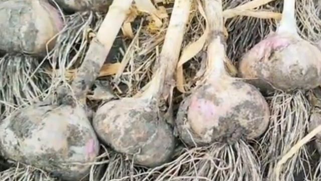 ЧЕСНОК БУДЕТ С КУЛАК. ПРАВИЛЬНАЯ ПОДКОРМКА ЧЕСНОКА. ЧАСТЬ 2