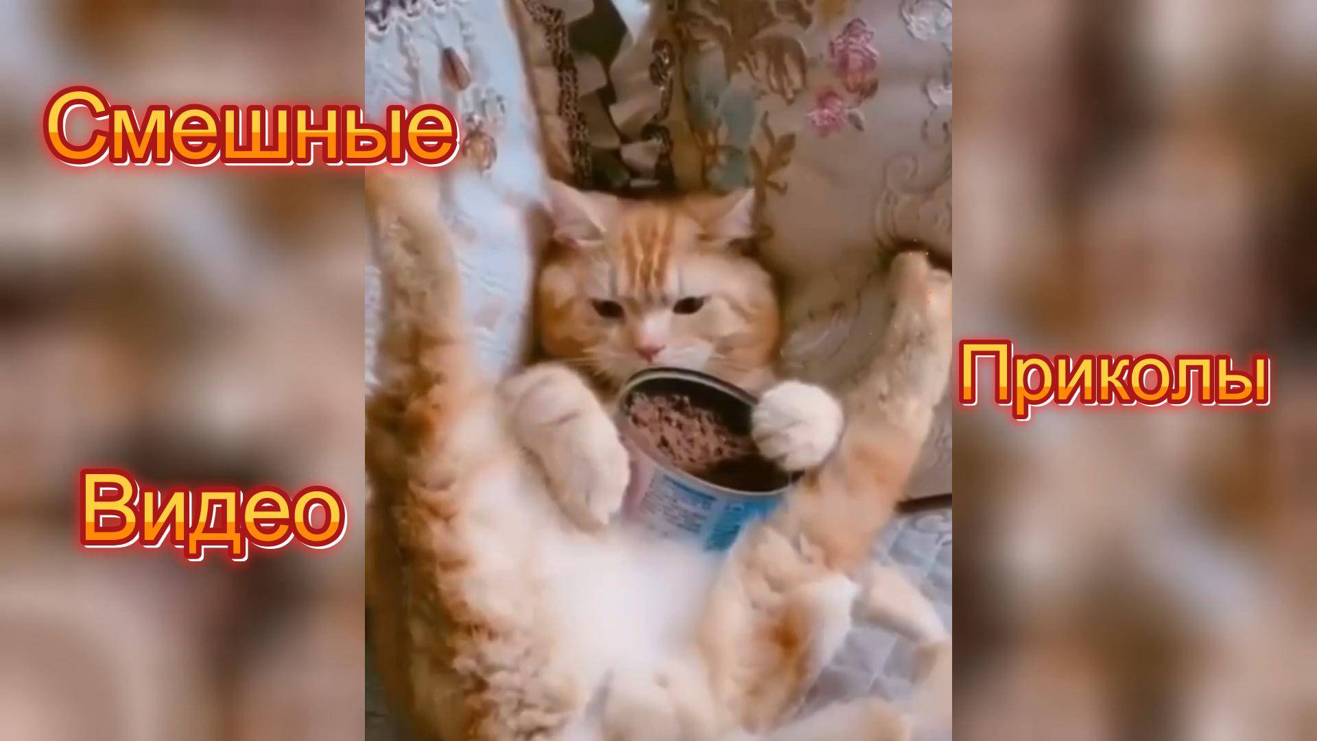 Самые смешные видео приколы|Юмор и Приколы