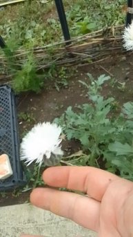 Василек мускусный