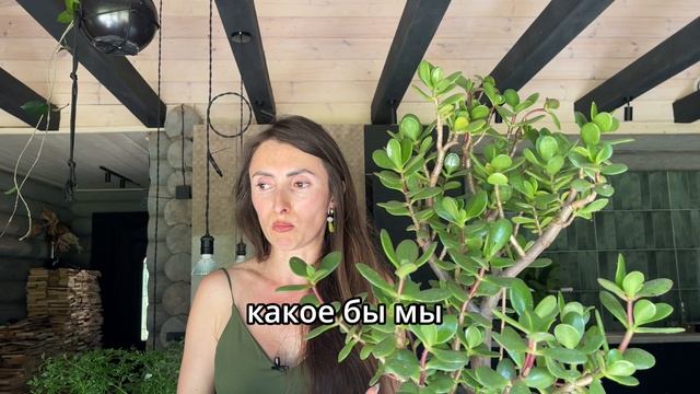 #озеленение #фитодизайн #комнатныерастения