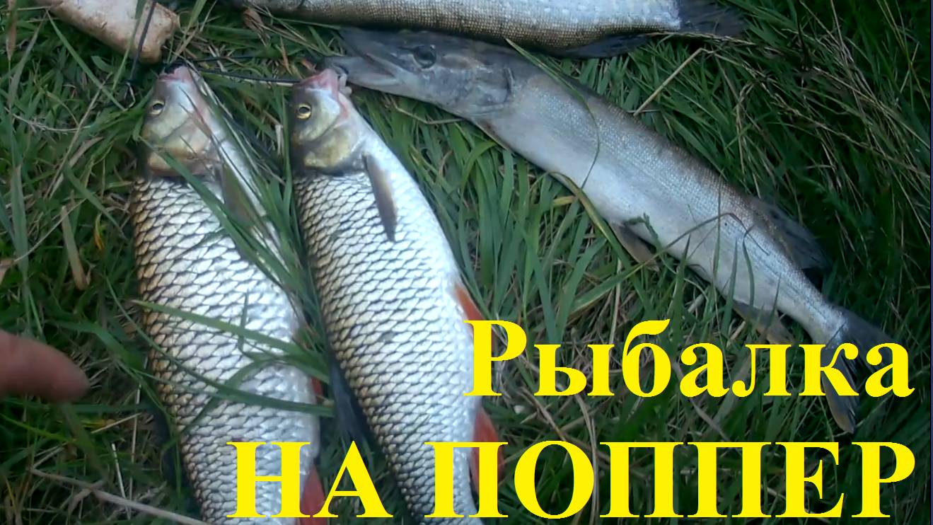 Интересная рыбалка на ПОППЕР!