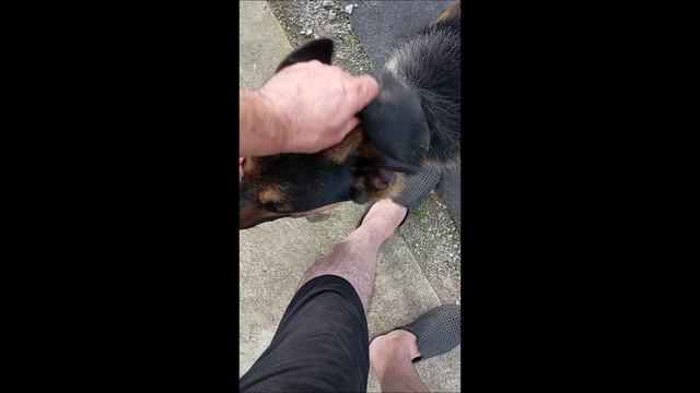 Собака. Том