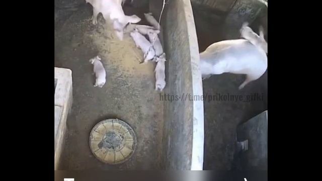 Такие вот мамульки)