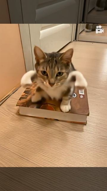 Кот Вася  Райчо