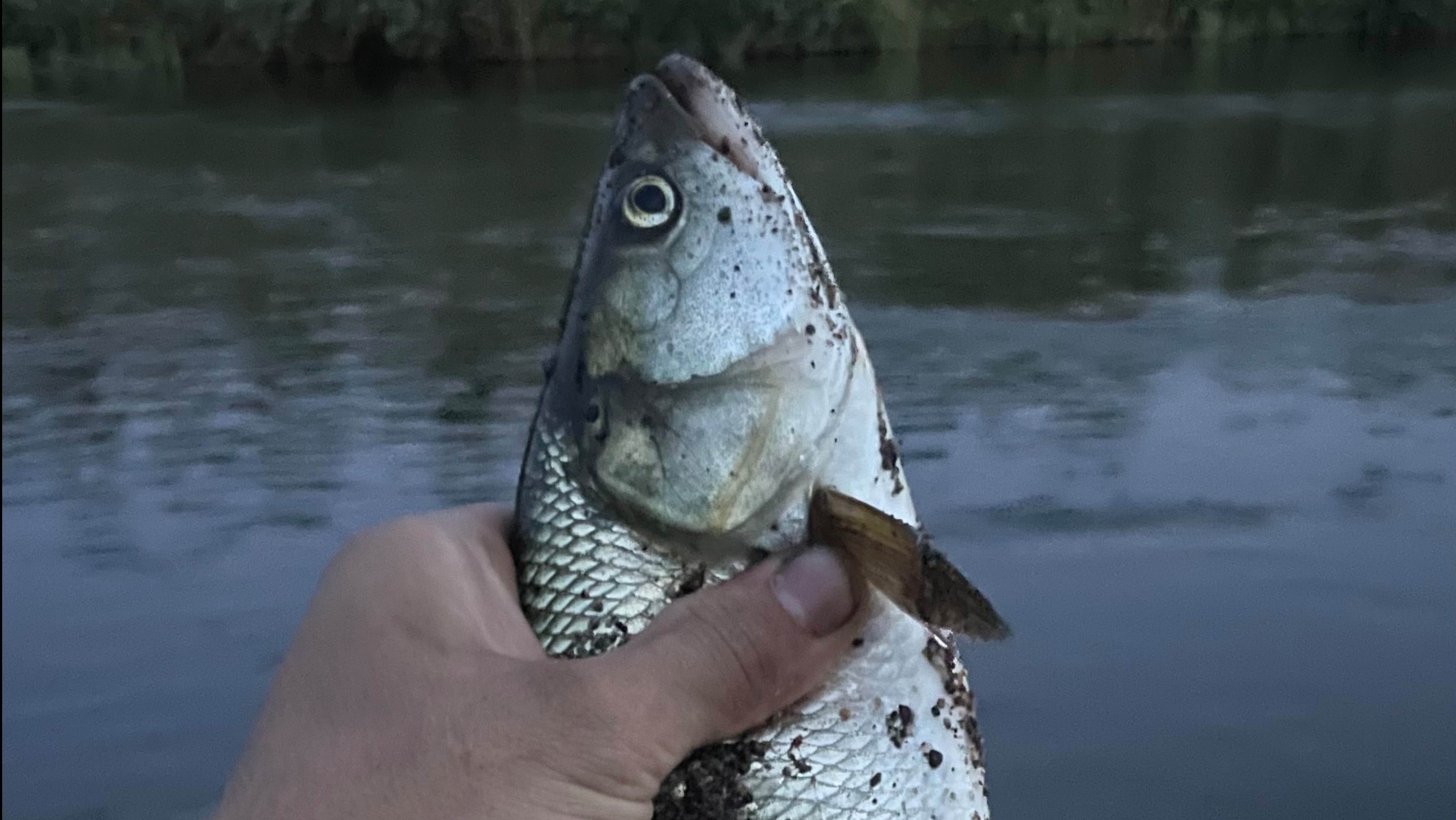 Вечерний клев жереха