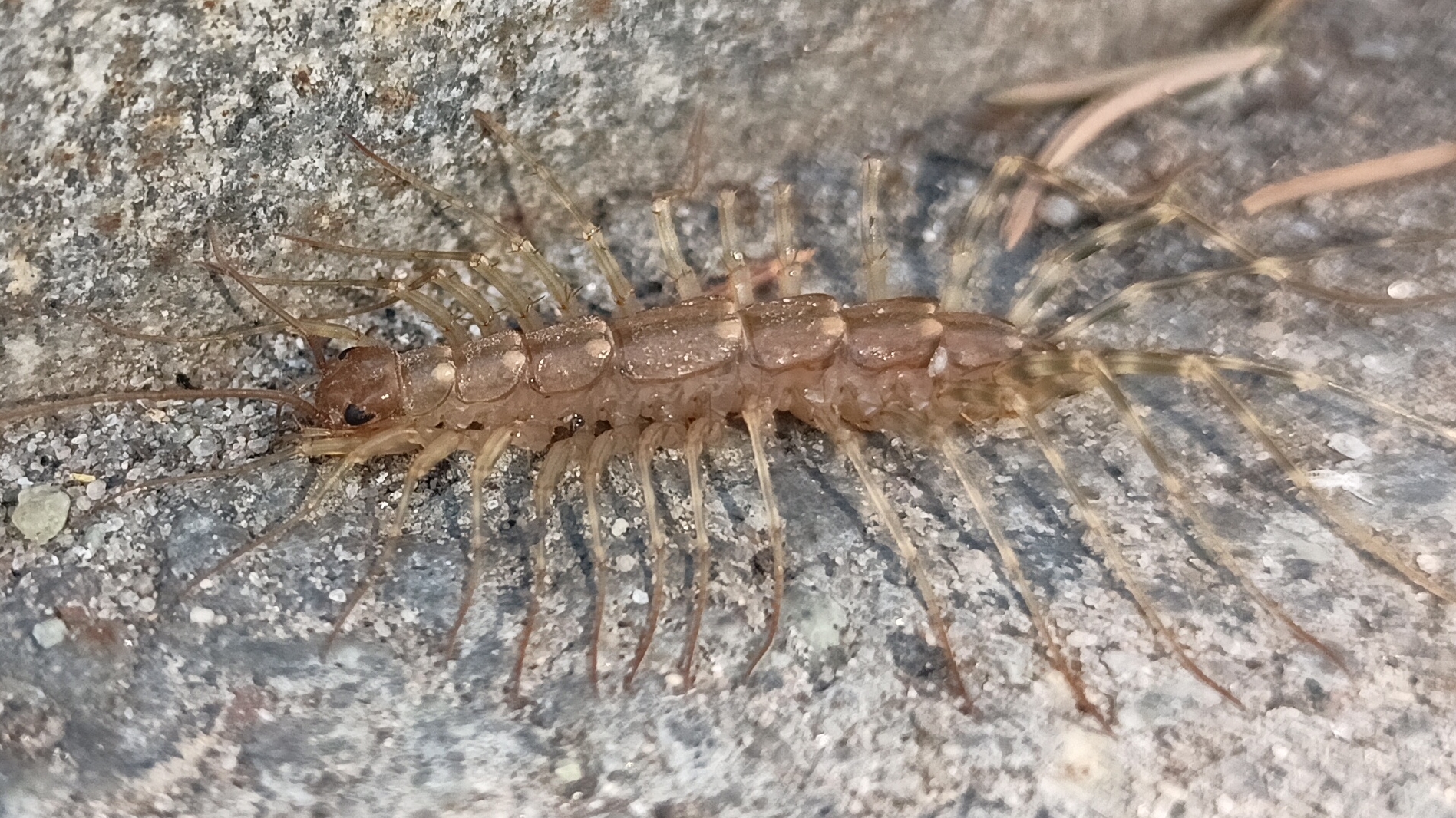 Сколопендра