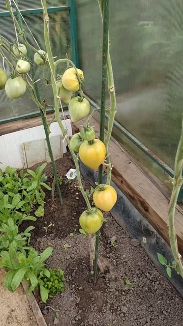 Результаты выращивания авторского сорта томатов Абрикосовое сердце зебры в сезоне 2024