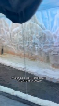 Наши пингвины обживаются в Воронежском и Московских зоопарках🤗