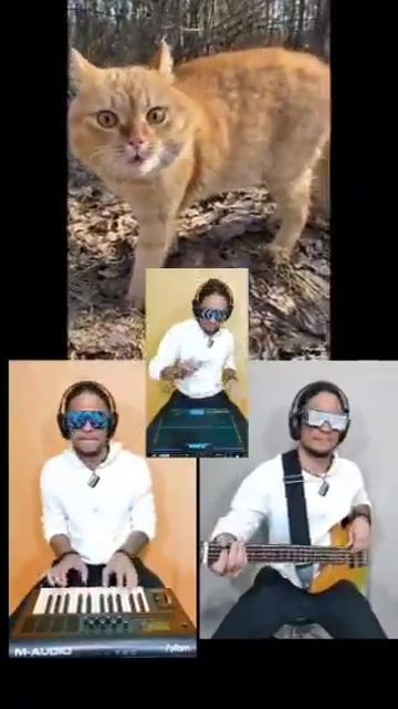 Кошкин концерт.