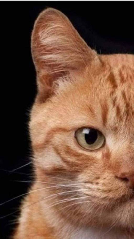 кошки душу мне совсем не скребут
#сезонконтентаRUTUBE