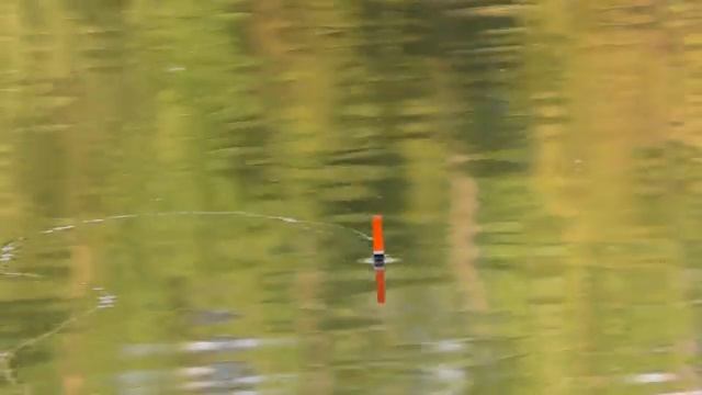 Ловля на маховую удочку