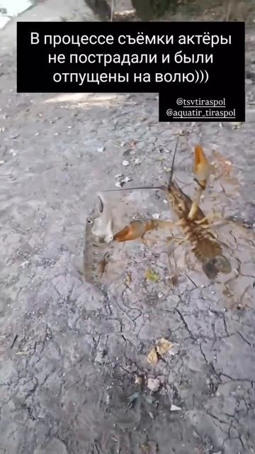 Где-то на берегу Днестра