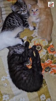 С Добрым утром Ребята 🌞❤️🐈🐈🐈🐈🐈🐈🐈⬛