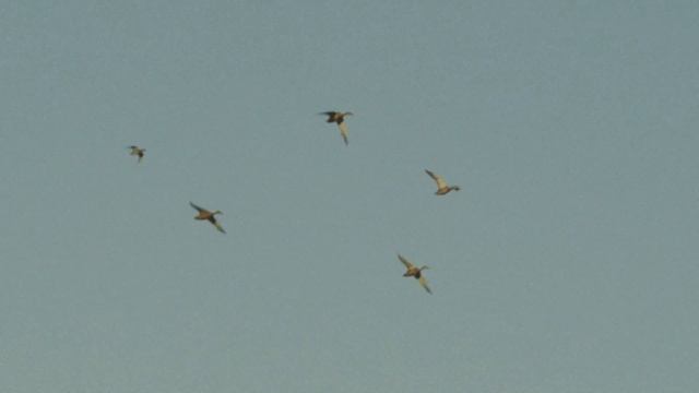 Агороном Сад 4K Eng